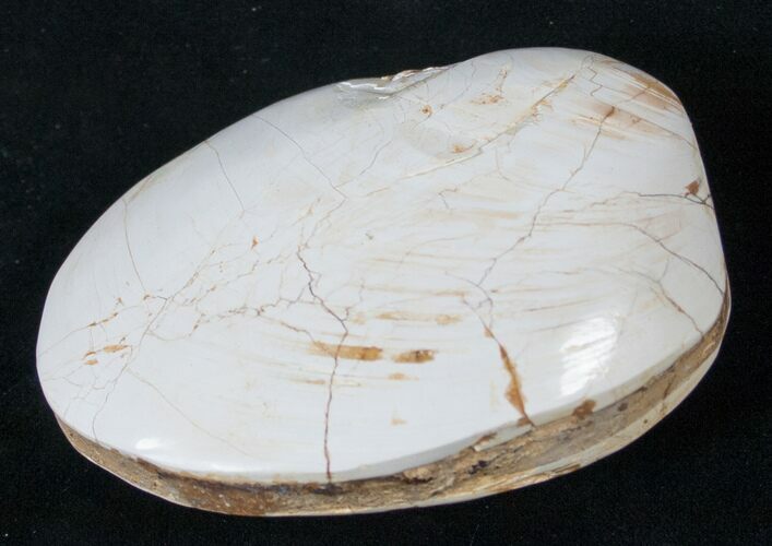 Wide Polished Fossil Clam - Jurassic #16063